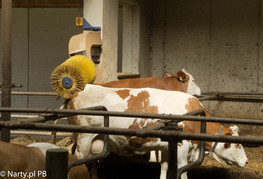 Krowie SPA (foto: PB Narty.pl