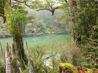 Nowa Zelandia - zieleń nad rzeką