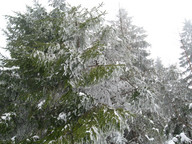 Szczyrk - Małe Skrzyczne-drzewo