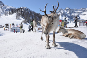 Przyroda Południowego Tyrolu (foto: Ch. Tschurtschenthale)