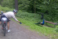 W drodze do Pszczyny- paw