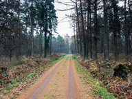 Długa prosta w lesie 1