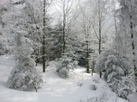 Rzyki - Czarny Gron -  las