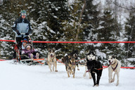 Słowacja - śnieżne psy- zaprzęg