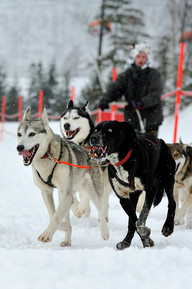 Słowacja - śnieżne psy- zaprzęg 7