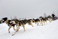 Słowacja - śnieżne psy- zaprzęg Haski