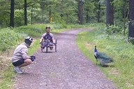 W drodze do Pszczyny- paw 4