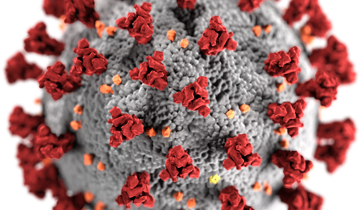 SARS-CoV-2 / commons.wikimedia.org/ SARS-CoV-2 / commons.wikimedia.org/