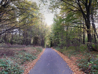 Asfaltowa ścieżka w lesie