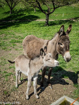 Mieszańcy farmy HOF AM SCHLOSS (foto: P. Burda) Mieszańcy farmy HOF AM SCHLOSS (foto: P. Burda)