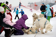Słowacja - śnieżne psy- zaprzęg 10
