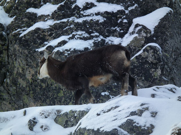 Kozica w Tatrach (foto: Michał Nowak)