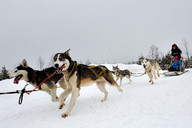 Słowacja - śnieżne psy- zaprzęg Haski 2