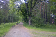 W drodze do Pszczyny- leśną drogą