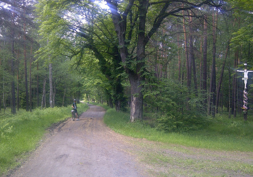 W drodze do Pszczyny- leśną drogą