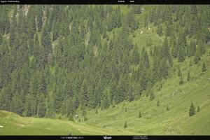 Kamera: S. Martino di Castrozza / Passo Rolle Tognola - Pista Scandola S. Martino di Castrozza / Passo Rolle S. Martino di Castrozza / Passo Rolle Tognola - Pista Scandola