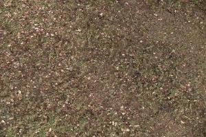 Kamera: Palenica Szafranówka Szczawnica Palenica Szafranówka