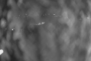 Kamera: Ufo-Ski Ufo-Ski Bukowina Tatrzańska Ufo-Ski Ufo-Ski