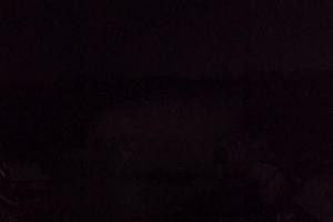 Kamera: Ski Suche SKI SUCHE - widok na stok Poronin Ski Suche SKI SUCHE - widok na stok