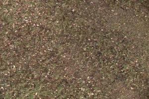 Kamera: Palenica Szafranówka Szczawnica Palenica Szafranówka