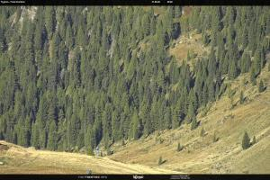 S. Martino di Castrozza / Passo Rolle S. Martino di Castrozza / Passo Rolle Tognola - Pista Scandola