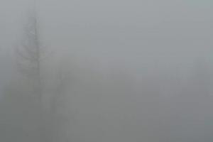 Krynica Jaworzyna Krynicka Widok na szczyt Jaworzyny (1114 m n.p.m)